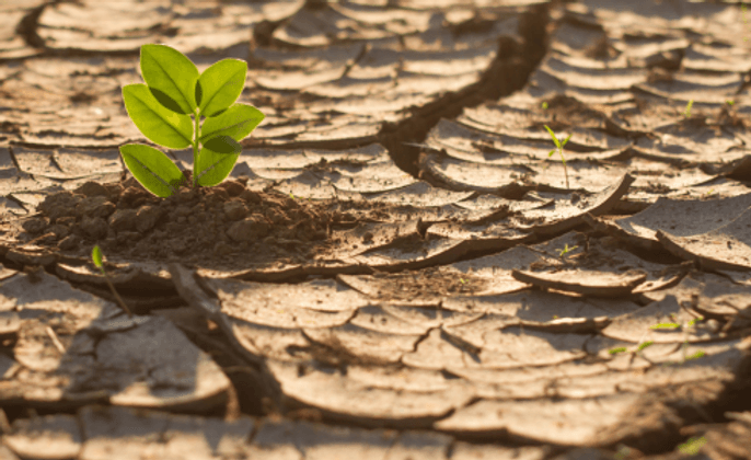 TCFD vs IFRS S1 & S2 — What’s the Difference (and Why It Matters for UK SMEs)